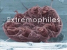 炼狱生灵 Life in Hell－Extremophiles 【2010】【纪录片】【法国】