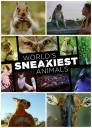 BBC：世界上最狡猾的动物 World's Sneakiest Animals 【2016】【更新至01】【纪录片】【英国】