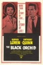 黑兰花 The Black Orchid 【1958】【剧情】【美国】