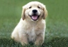 BBC：认识狗狗 Woof! A Horizon Guide to Dogs 【2012】【纪录片】【英国】