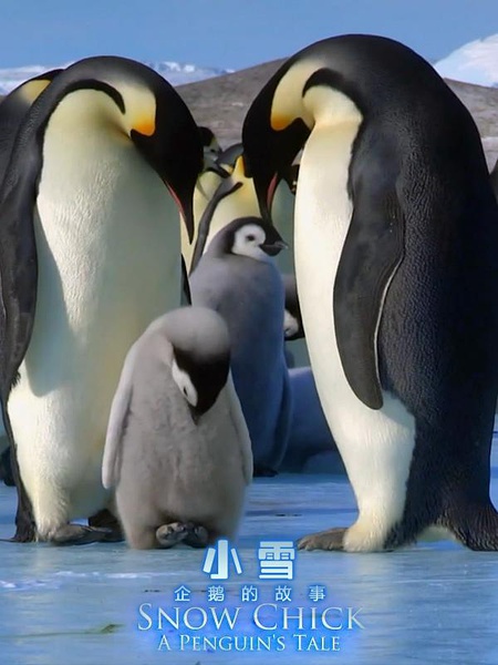 BBC：帝企鹅宝宝的生命轮回之旅 Snow Chick - A Penguin's Tale 【2015】【 纪录片】【英国】