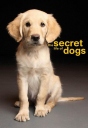 狗的秘密生活 Secret Life of Dogs 【2013】【纪录片】【英国】